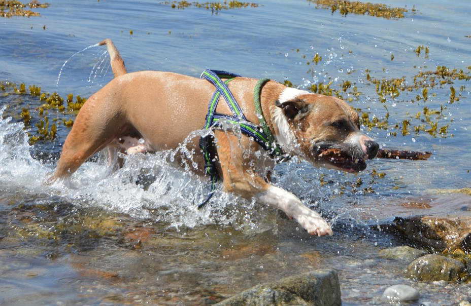 Adopting Pitbull German Shepherd Mix