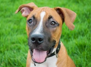 Adopting a Pitbull German Shepherd Mix