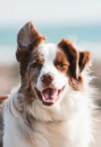 Australian Shepherd Border Collie Mix Breed