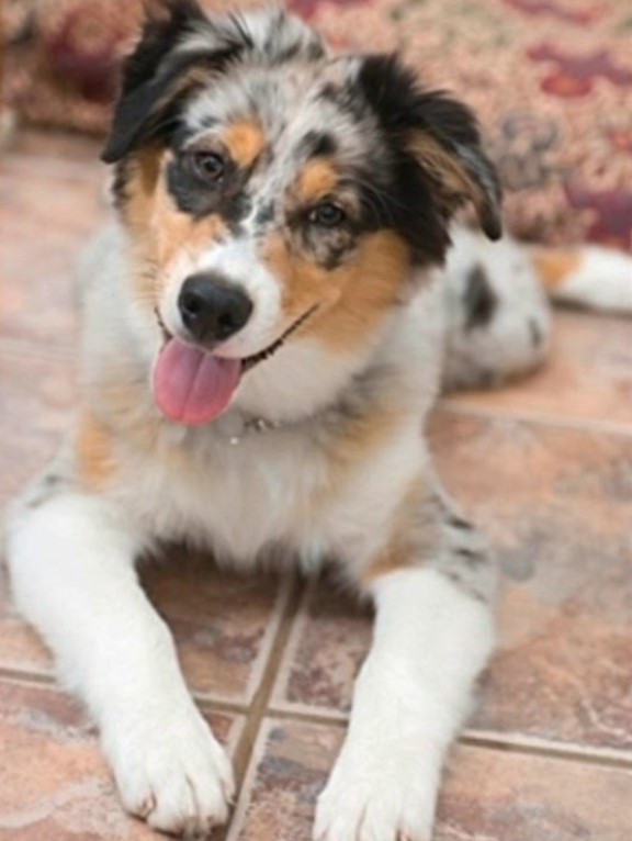 Australian Shepherd Border Collie Mix Adopt