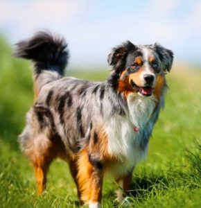 Australian Shepherd Border Collie Mix Essential Characteristics