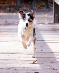 Australian Shepherd Border Collie Mix Feeding and Nutrition