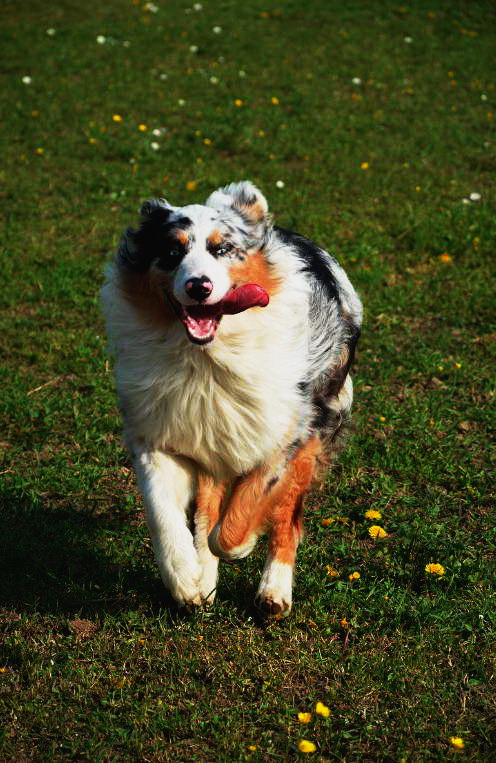 Australian Shepherd Border Collie Mix Health