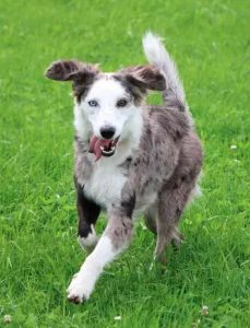 Australian Shepherd Border Collie Mix Training and Exercise