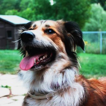 Discover the Unique Personality of the Australian Shepherd Border Collie Mix