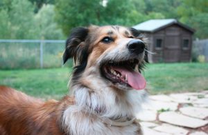 Australian Shepherd Border Collie Mix breed