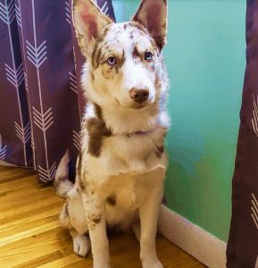 Australian Shepherd Husky Mix