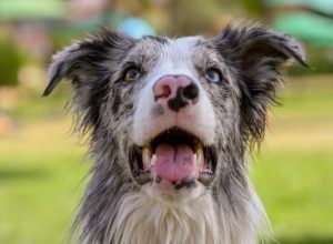 Australian Shepherd Husky Mix Training