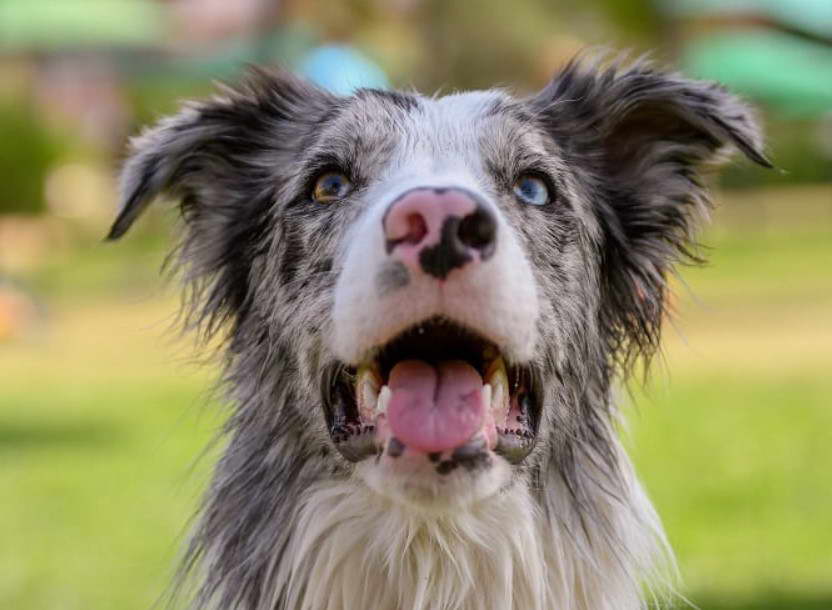 Australian Shepherd Husky Mix Training