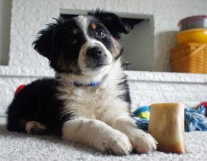 Australian Shepherd Husky Mix coat