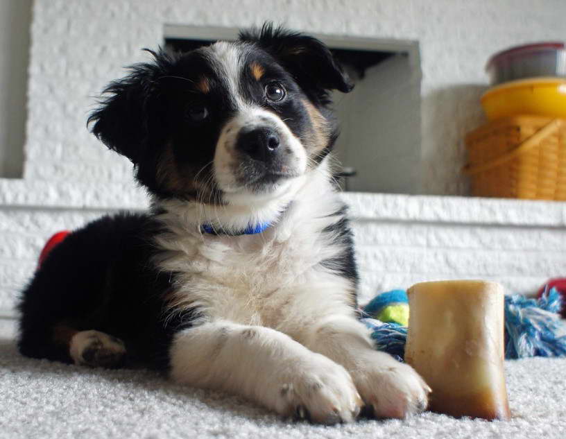Australian Shepherd Husky Mix coat