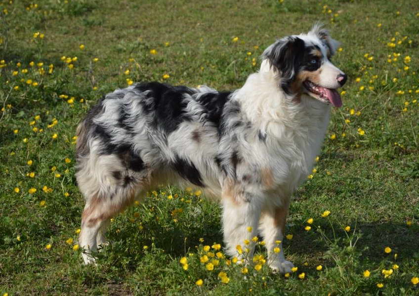 Australian Shepherd Husky Mix health issues