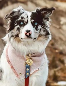Australian Shepherd Husky Mix temperament