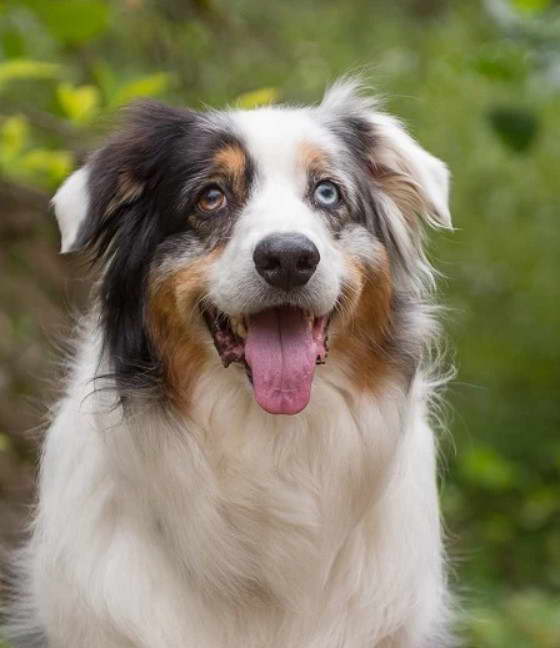 Australian Shepherd Husky Mix coat Physical Characteristics