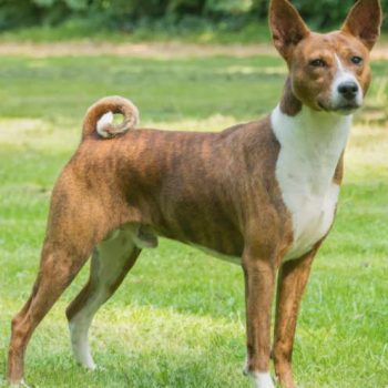 Basenji Puppy for Adoption – Top Guide and Facts