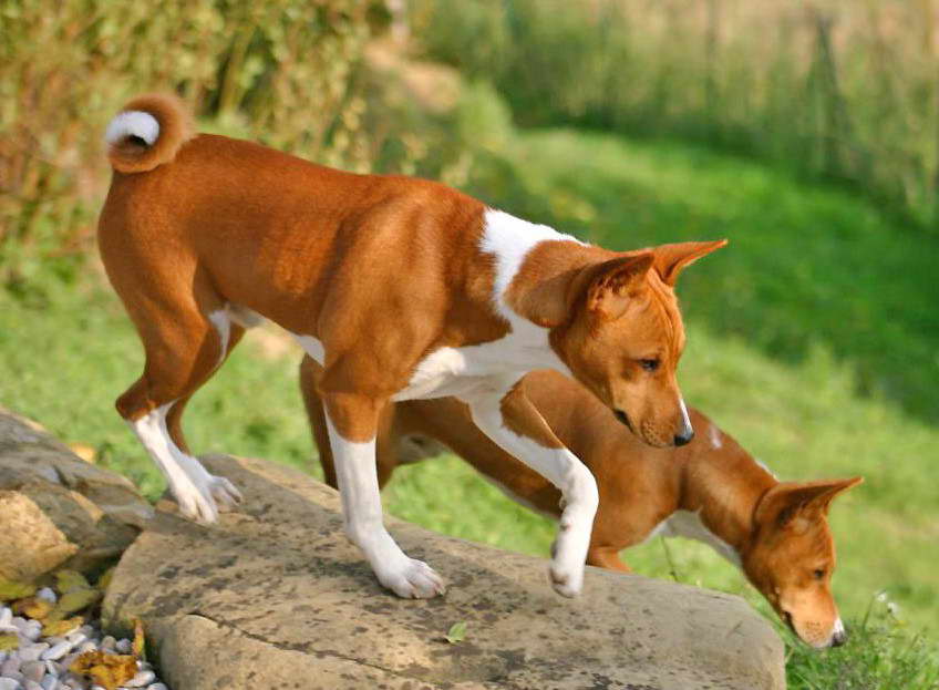 Buy Basenji Puppy for Adoption