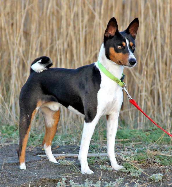Basenji Breeds