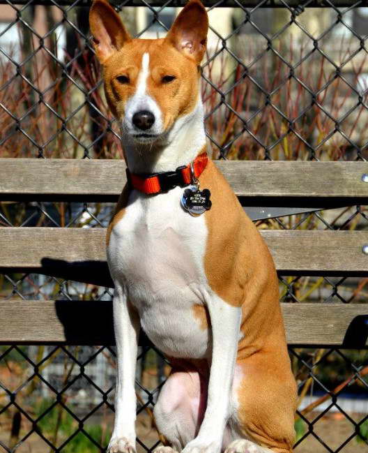 Basenji Puppy For Adoption – Top Guide And Facts