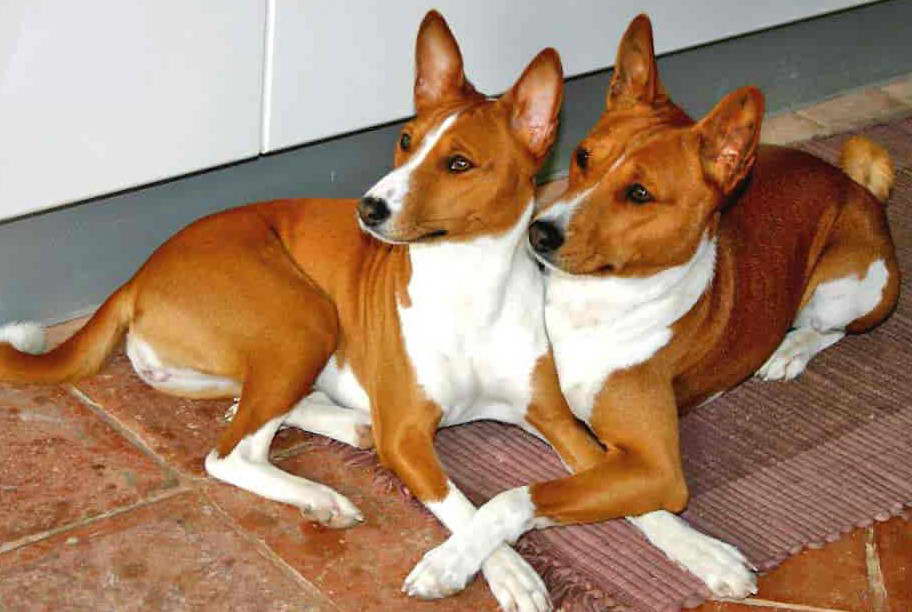 Basenji Puppy For Adoption – Top Guide And Facts