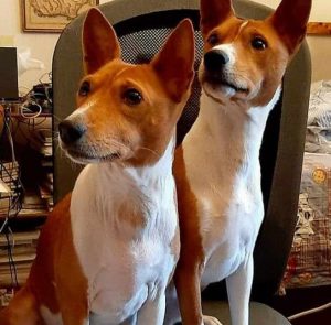 Search for Basenji Puppy for Adoption