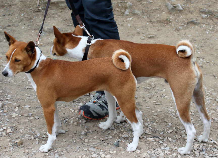 Find Basenji Puppy Adoption