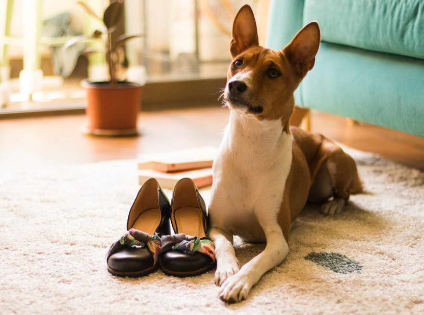 Acquire Basenji Puppy for Adoption