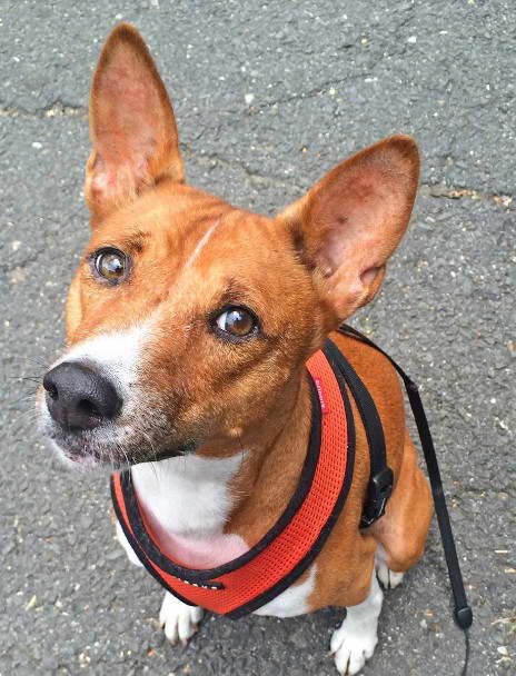 Adopt Basenji Puppy