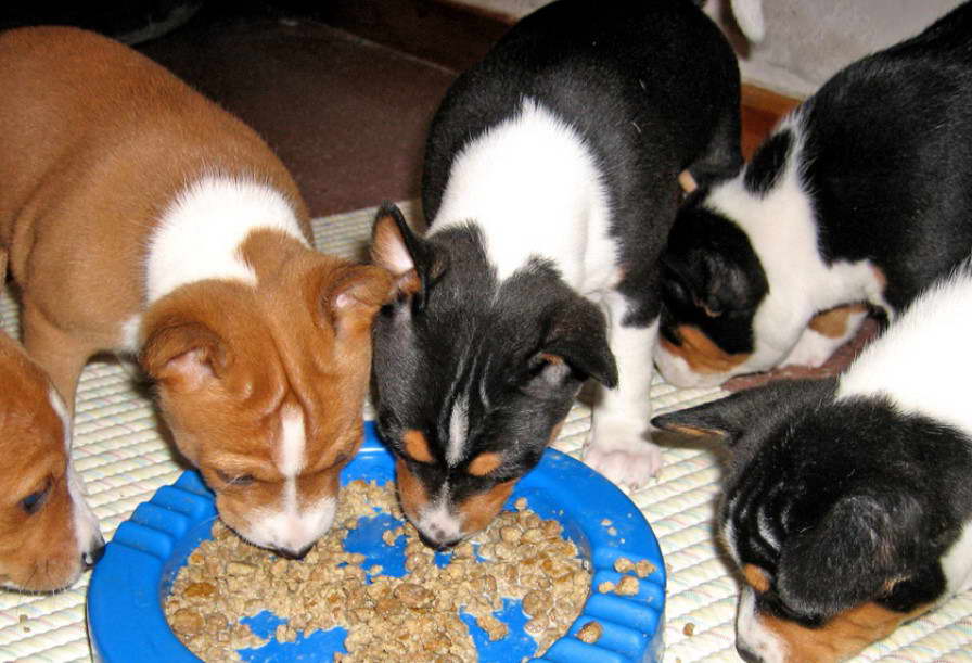 Basenji for adoption Food