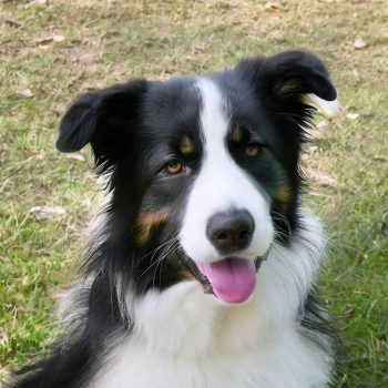 Border Collie Australian Shepherd Mix