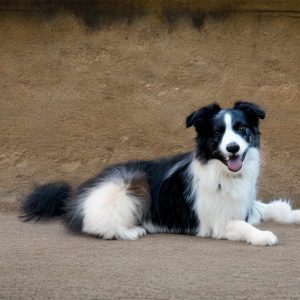 Border Collie Australian Shepherd Mix