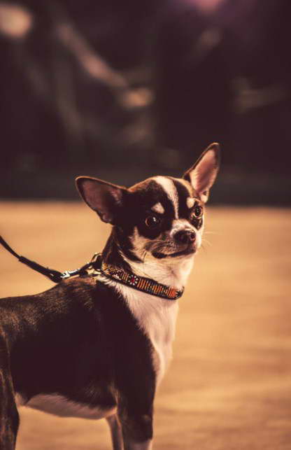 Buying a Husky Chihuahua Mix