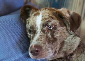 Catahoula Lab Mix Grooming