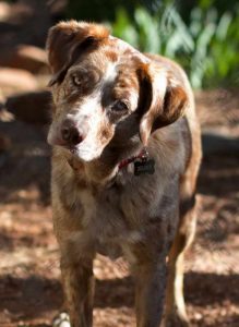 Catahoula Lab Mix History