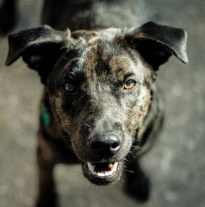 Catahoula Lab Mix Train