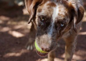 Catahoula Lab Mix Training and Exercise