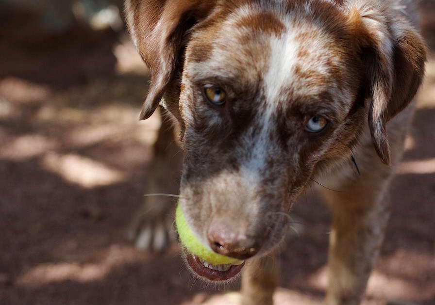 Catahoula Lab Mix Training and Exercise