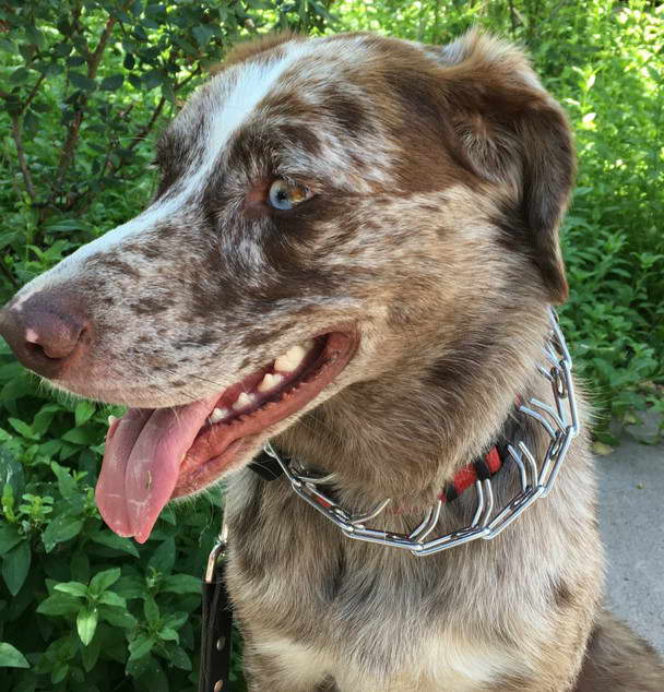 Catahoula Lab Mix characteristics PETSIDI