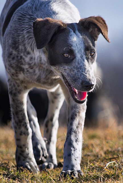 Catahoula Lab Mix trainable breed