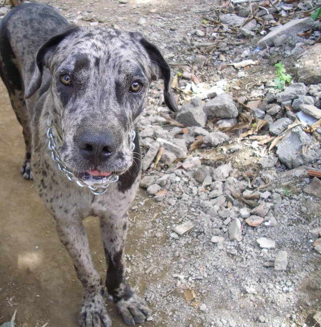 Catahoula Lab Mix