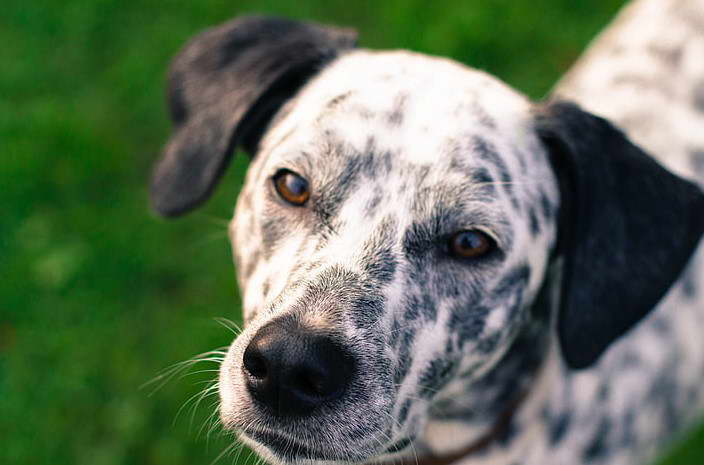 Characteristics of the Catahoula Lab mix | PETSIDI