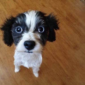 Chihuahua Poodle Mix