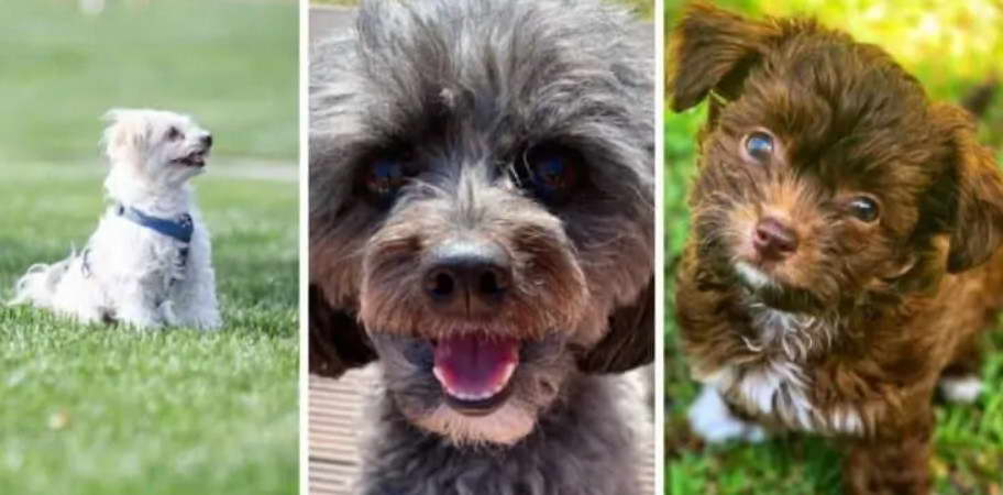 Chihuahua Poodle Mix Color variations