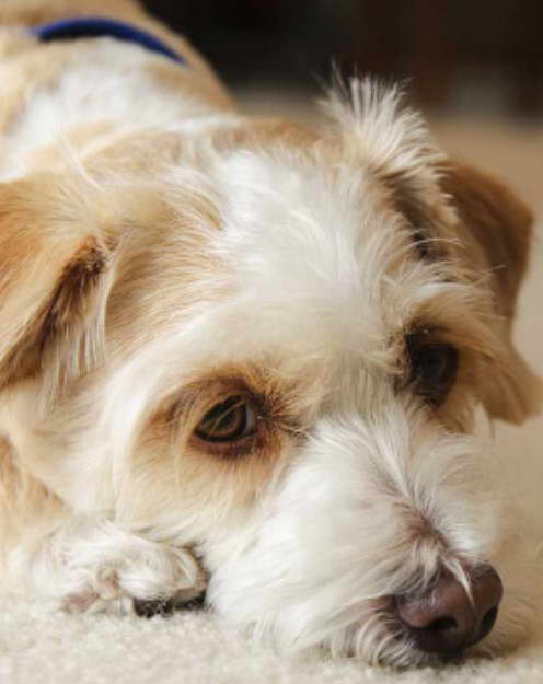 Chihuahua Poodle Mix Health and Care