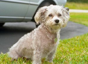 Chihuahua Poodle Mix Physical Characteristics