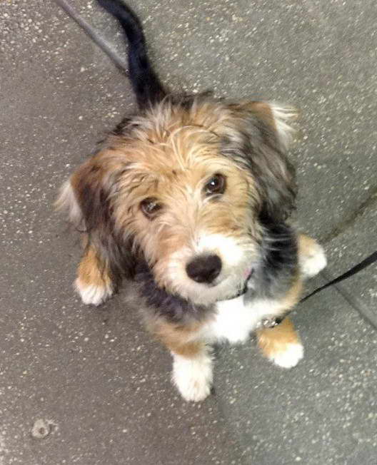 Chihuahua Poodle Mix Temperament and Personality