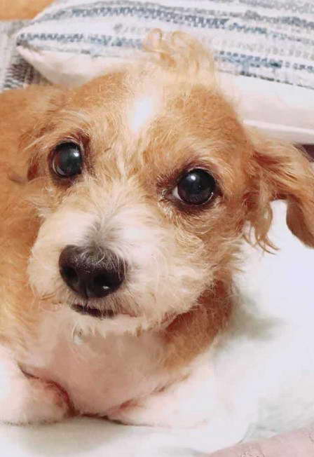 Chihuahua Poodle Mix Training and Behavioral Considerations