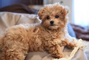 Chihuahua Poodle Mix breed