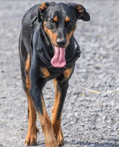 Doberman Rottweiler Mix Health