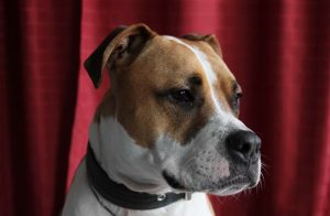 Great Dane Pitbull Mix