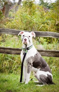 Great Dane Pitbull Mix Training